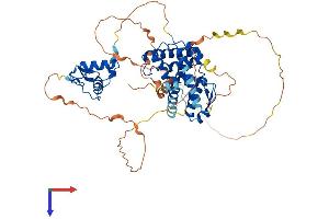 Retinoid X Receptor beta Protein (AA 1-520) (His tag)