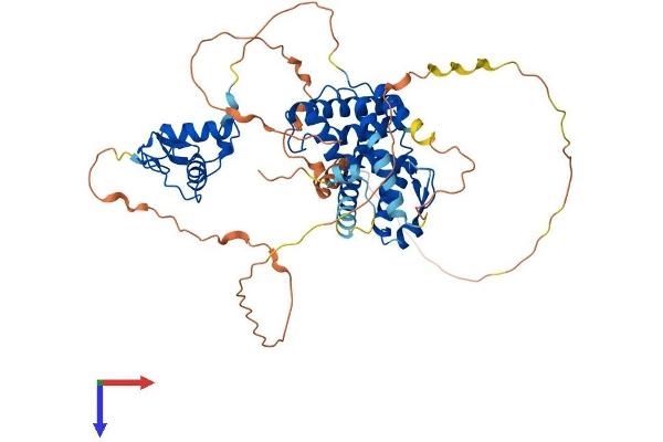 Retinoid X Receptor beta Protein (AA 1-520) (His tag)