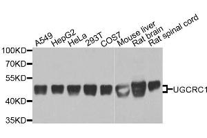 Western blot analysis of extracts of various cell lines, using UQCRC1 antibody. (UQCRC1 Antikörper  (AA 156-480))