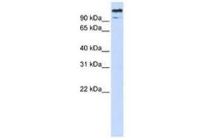 Image no. 1 for anti-Zinc Finger and BTB Domain-Containing Protein 10 (ZBTB10) (AA 36-85) antibody (ABIN6740518) (ZBTB10 Antikörper  (AA 36-85))