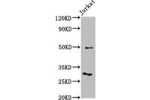 Western Blot Positive WB detected in: Jurkat whole cell lysate All lanes: KLF13 antibody at 4. (KLF13 Antikörper  (AA 26-147))