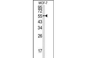 Western blot analysis of EEF1A1 Antibody (C-term) (ABIN390521 and ABIN2840873) in MCF-7 cell line lysates (35 μg/lane). (eEF1A1 Antikörper  (C-Term))