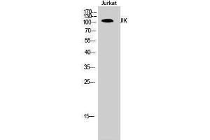 Western Blotting (WB) image for anti-TAO Kinase 3 (TAOK3) (Internal Region) antibody (ABIN3185262) (TAO Kinase 3 Antikörper  (Internal Region))
