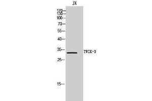 Western Blotting (WB) image for anti-Potassium Channel, Subfamily K, Member 7 (KCNK7) (C-Term) antibody (ABIN3187386) (KCNK7 Antikörper  (C-Term))