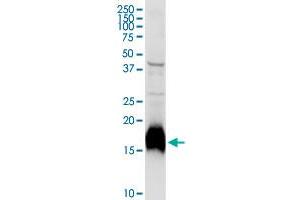 NPC2 MaxPab rabbit polyclonal antibody.