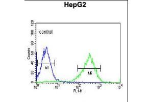 Flow cytometric analysis of HepG2 cells (right histogram) compared to a negative control cell (left histogram). (HFE2 Antikörper  (C-Term))