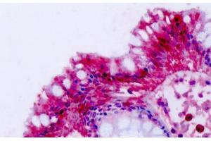 Anti-NPFF2 / NPFFR2 antibody IHC staining of human colon. (NPFFR2 Antikörper  (C-Term))