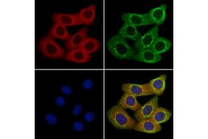 ABIN7094540 and ABIN7098589 staining Hela cells by IF/ICC.