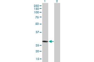 Western Blot analysis of MED7 expression in transfected 293T cell line by MED7 MaxPab polyclonal antibody. (MED7 Antikörper  (AA 1-233))