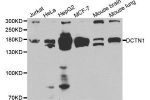 Western blot analysis of extracts of various cell lines, using DCTN1 antibody.