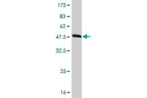 Western Blot detection against Immunogen (54. (TAZ Antikörper  (AA 1-262))