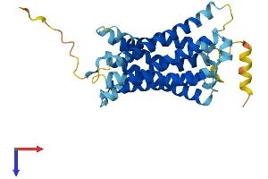 MAS-Related GPR, Member A4 (MRGPRA4) (AA 1-313) protein (His tag)