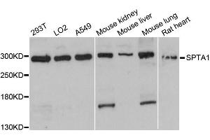 Western blot analysis of extracts of various cell lines, using SPTA1 antibody (ABIN6291367) at 1:3000 dilution. (SPTA1 Antikörper)