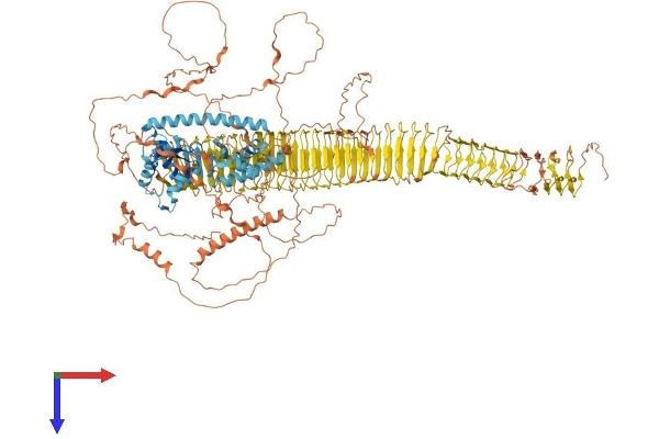 TRO Protein (AA 1-1431) (His tag)