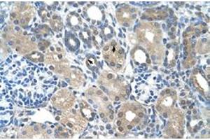 Immunohistochemical staining (Formalin-fixed paraffin-embedded sections) of human kidney with FBXO25 polyclonal antibody  at 4-8 ug/mL working concentration. (FBXO25 Antikörper  (C-Term))