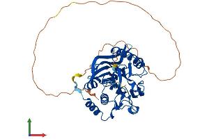 Protein Structure (PS) image for CCR4 Carbon Catabolite Repression 4-Like (CCRN4L) (AA 1-431) protein (His tag) (ABIN7554791)