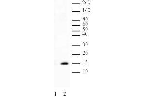 Histone H2A phospho Ser129 pAb tested by Western blot. (Histone H2A Antikörper  (pSer129))