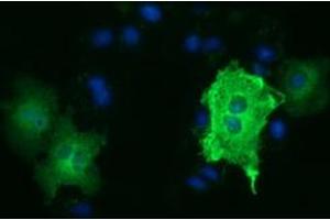 Anti-TUBA3E mouse monoclonal antibody (ABIN2453753) immunofluorescent staining of COS7 cells transiently transfected by pCMV6-ENTRY TUBA3E (RC209279). (TUBA3E Antikörper)