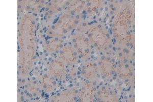 IHC-P analysis of Mouse Tissue, with DAB staining. (Kallikrein 7 Antikörper  (AA 30-249))