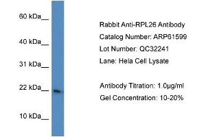 Western Blotting (WB) image for anti-Ribosomal Protein L26 (RPL26) (C-Term) antibody (ABIN2788847) (RPL26 Antikörper  (C-Term))