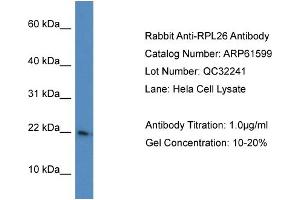 Western Blotting (WB) image for anti-Ribosomal Protein L26 (RPL26) (C-Term) antibody (ABIN2788847)