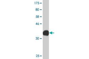 Western Blot detection against Immunogen (36. (CACNA1C Antikörper  (AA 2039-2138))