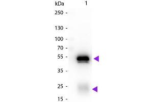 Western Blot of Biotin Conjugated Chicken Anti-Rabbit IgG Secondary Antibody. (Huhn anti-Kaninchen IgG (Heavy & Light Chain) Antikörper (Biotin) - Preadsorbed)