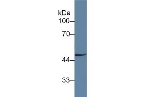 Detection of GAS6 in Rat Heart lysate using Polyclonal Antibody to Growth Arrest Specific Protein 6 (GAS6) (GAS6 Antikörper  (AA 503-664))