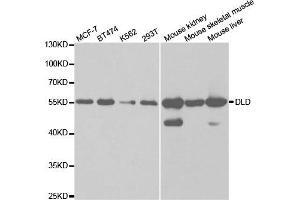 Western Blotting (WB) image for anti-Dihydrolipoamide Dehydrogenase (DLD) antibody (ABIN1876591) (DLD Antikörper)