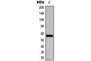 Western blot analysis of CDKL2 expression in SHSYSY (A) whole cell lysates.