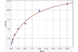 Matrix Metalloproteinase 2 (MMP2) ELISA Kit