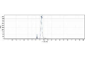 Anti-TNFRSF13C / BAFFR / CD268 Reference Antibody (ianalumab) on SDS-PAGE under reducing (R) condition.