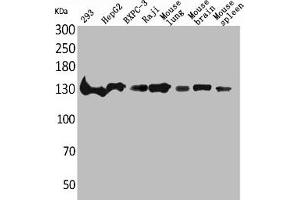 Western Blot analysis of 293 HepG2 BXPC-3 Raji mouse lung mouse brain mouse spleen cells using IL-16 Polyclonal Antibody (IL16 Antikörper  (C-Term))