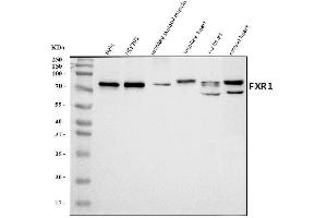 Western blot analysis of FXR1 using anti-FXR1 antibody (ABIN7600093).