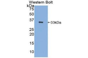 Western Blotting (WB) image for anti-Solute Carrier Family 4, Anion Exchanger, Member 1 (erythrocyte Membrane Protein Band 3, Diego Blood Group) (SLC4A1) (AA 35-290) antibody (ABIN1857929)