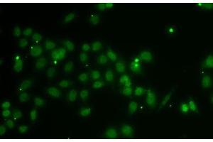 Immunofluorescence analysis of A-549 cells using POU6F1 Polyclonal Antibody (POU6F1 Antikörper)