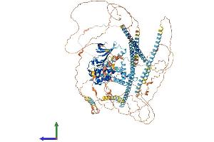 NEK1 Protein (AA 1-1258) (His tag)