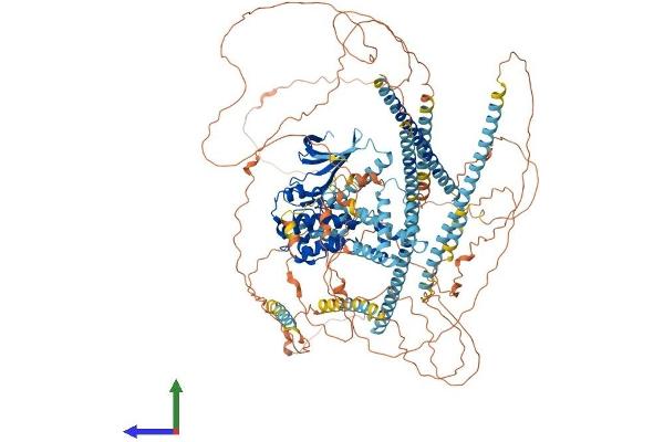 NEK1 Protein (AA 1-1258) (His tag)