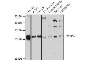 Western blot analysis of extracts of various cell lines, using MRPS7 Rabbit pAb (ABIN7268588) at 1:1000 dilution. (MRPS7 Antikörper  (AA 110-190))