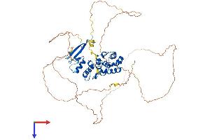 MBD4 Protein (AA 1-554) (His tag)