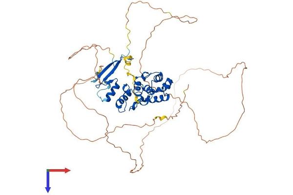 MBD4 Protein (AA 1-554) (His tag)