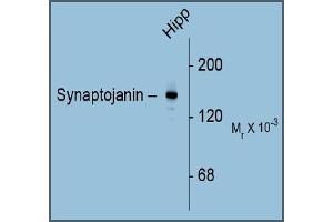 Western Blotting (WB) image for anti-Synaptojanin 1 (SYNJ1) (C-Term) antibody (ABIN782444) (Synaptojanin 1 Antikörper  (C-Term))