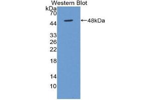 Western Blotting (WB) image for anti-Bone Morphogenetic Protein 4 (BMP4) (AA 22-408) antibody (ABIN1858156) (BMP4 Antikörper  (AA 22-408))