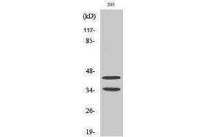 CDK10 Antikörper  (Internal Region)