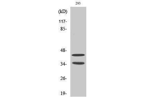 CDK10 Antikörper  (Internal Region)