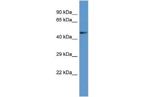 Host: Rabbit Target Name: PANK2 Sample Type: COLO205 Whole Cell lysates Antibody Dilution: 1.