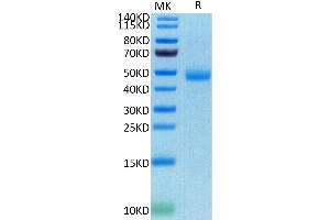 Human SIRP Gamma on Tris-Bis PAGE under reduced conditions. (SIRPG Protein (AA 29-360) (His-Avi Tag))