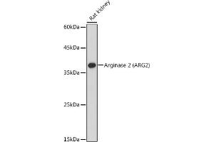 Western blot analysis of extracts of Rat kidney, using Arginase 2  antibody (ABIN6131236, ABIN6137078, ABIN6137079 and ABIN6221969) at 1:1000 dilution. (ARG2 Antikörper  (AA 1-354))