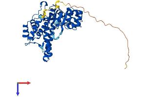 FEN1 Protein (AA 1-380) (His tag)