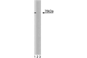 Western blot analysis of CUL-2 on a Jurkat cell lysate (Human T-cell leukemia, ATCC TIB-152). (Cullin 2 Antikörper  (AA 18-182))